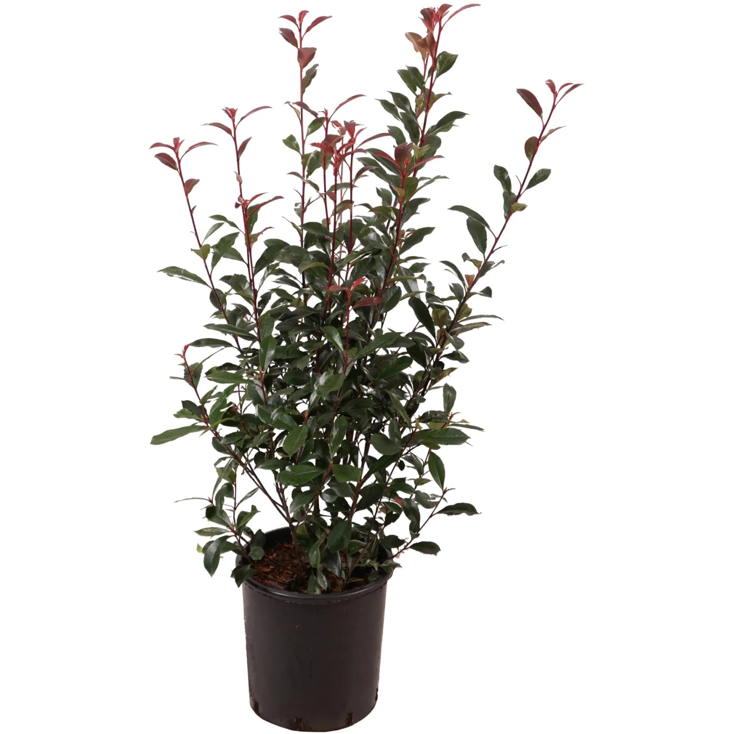 goldfruchtpalme kunstpflanze Areca Palme Kunstpflanze 190cm Deko pflegeleicht kaufen