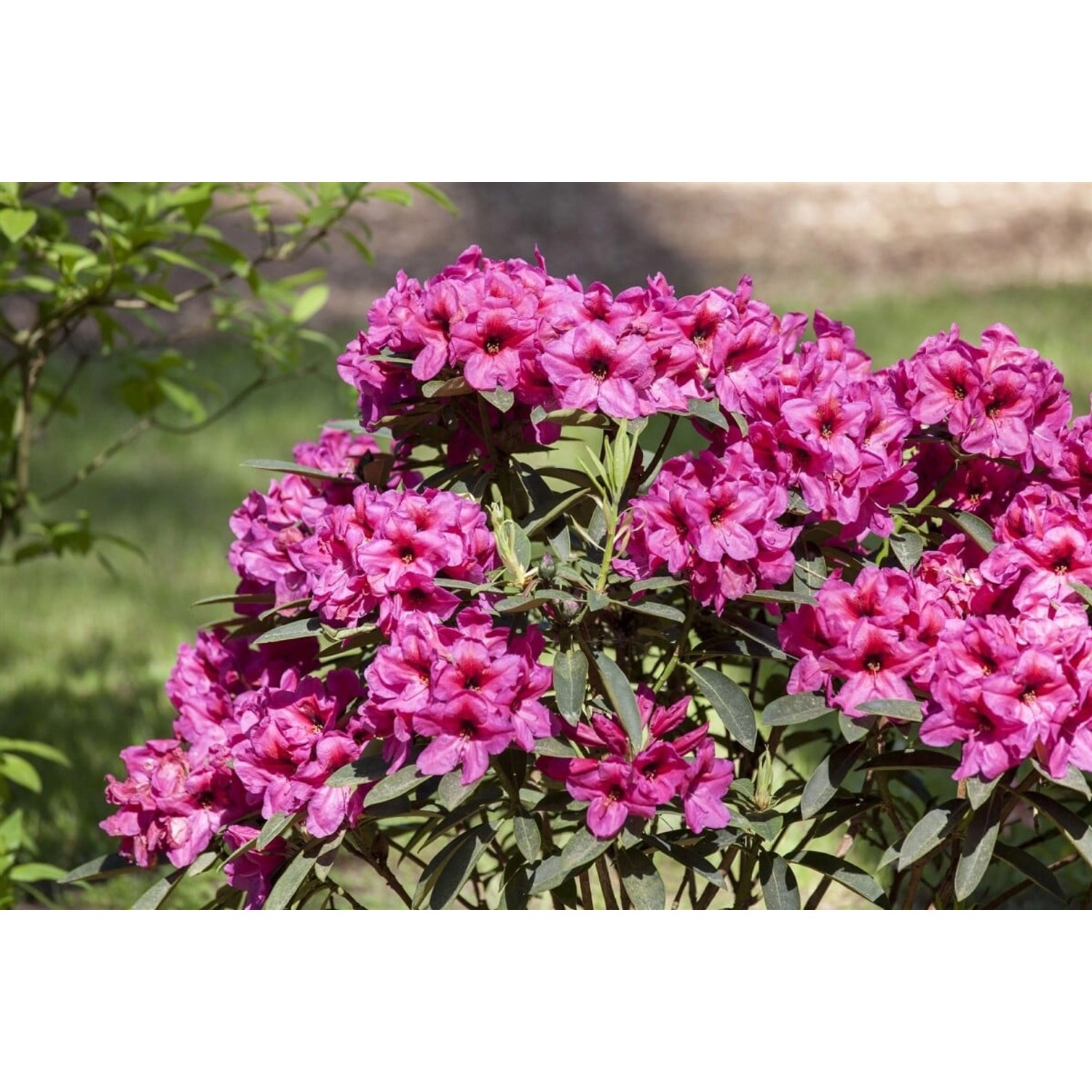 Rhododendron Hybr. Homer Immergrün Rosa Blüten 30–40 cm günstig online kaufen
