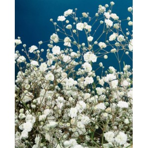 Detailaufnahme des Schleierkrauts 'Bristol Fairy' im Topf mit zarten, weißen Blüten vor blauem Hintergrund.