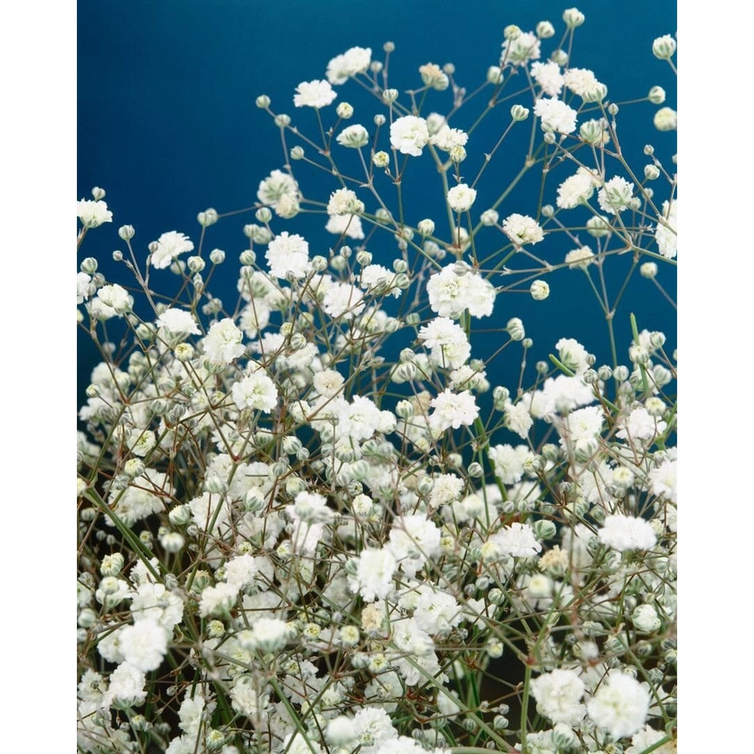 Gypsophila Paniculata Bristol Fairy Schleierkraut Ca. 11x11 cm Topf günstig online kaufen