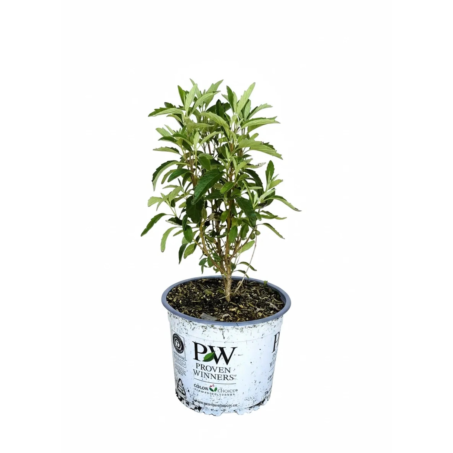 Baumfink Bartblume Beyond Midnight als Topfpflanze 30-40cm