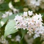 Nahaufnahme der zartrosa Blüten der Kolkwitzie (80–100 cm) im Garten.