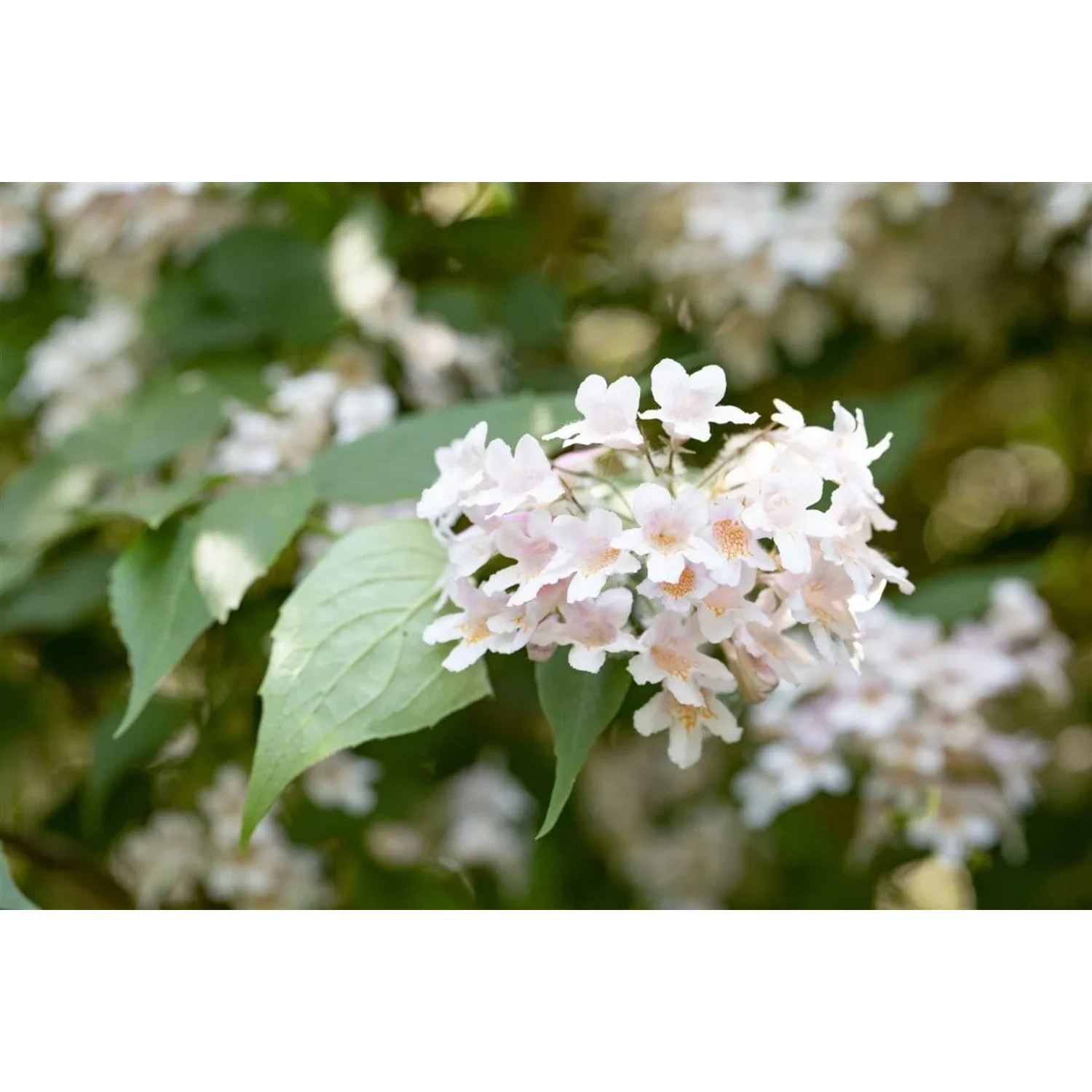 Nahaufnahme der zartrosa Blüten der Kolkwitzie (80–100 cm) im Garten.