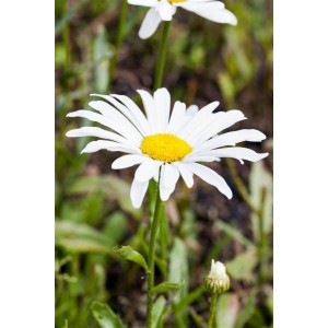 Nahaufnahme der Silberprinzesschen-Margerite mit weißen Blüten und gelber Mitte im 9x9 cm Topf.