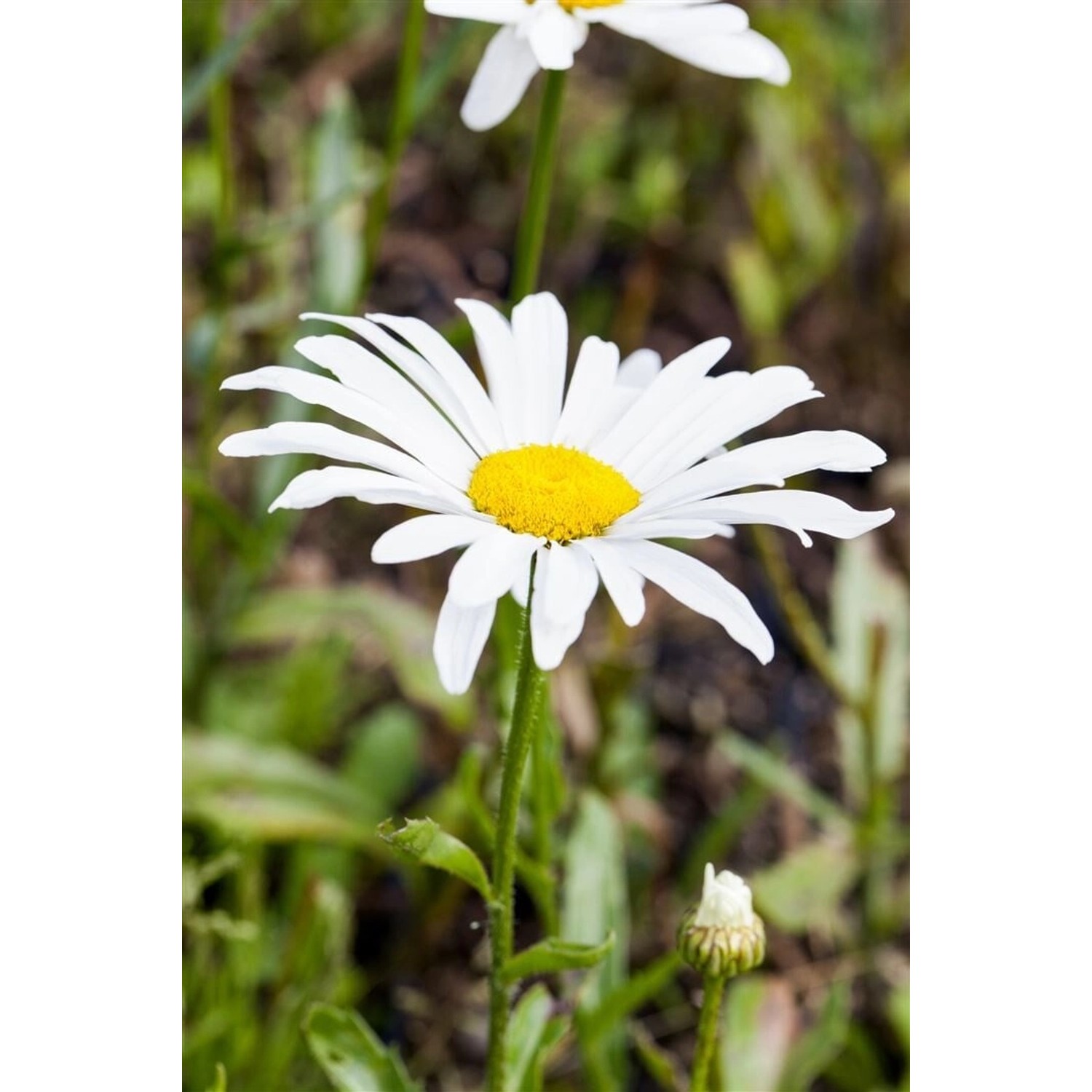 Leucanth.X Sup.Silberprinzesschen Gen. Ca. 9x9 cm Topf günstig online kaufen