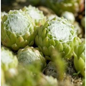Dachwurz Alpha - Sempervivum arachnoideum