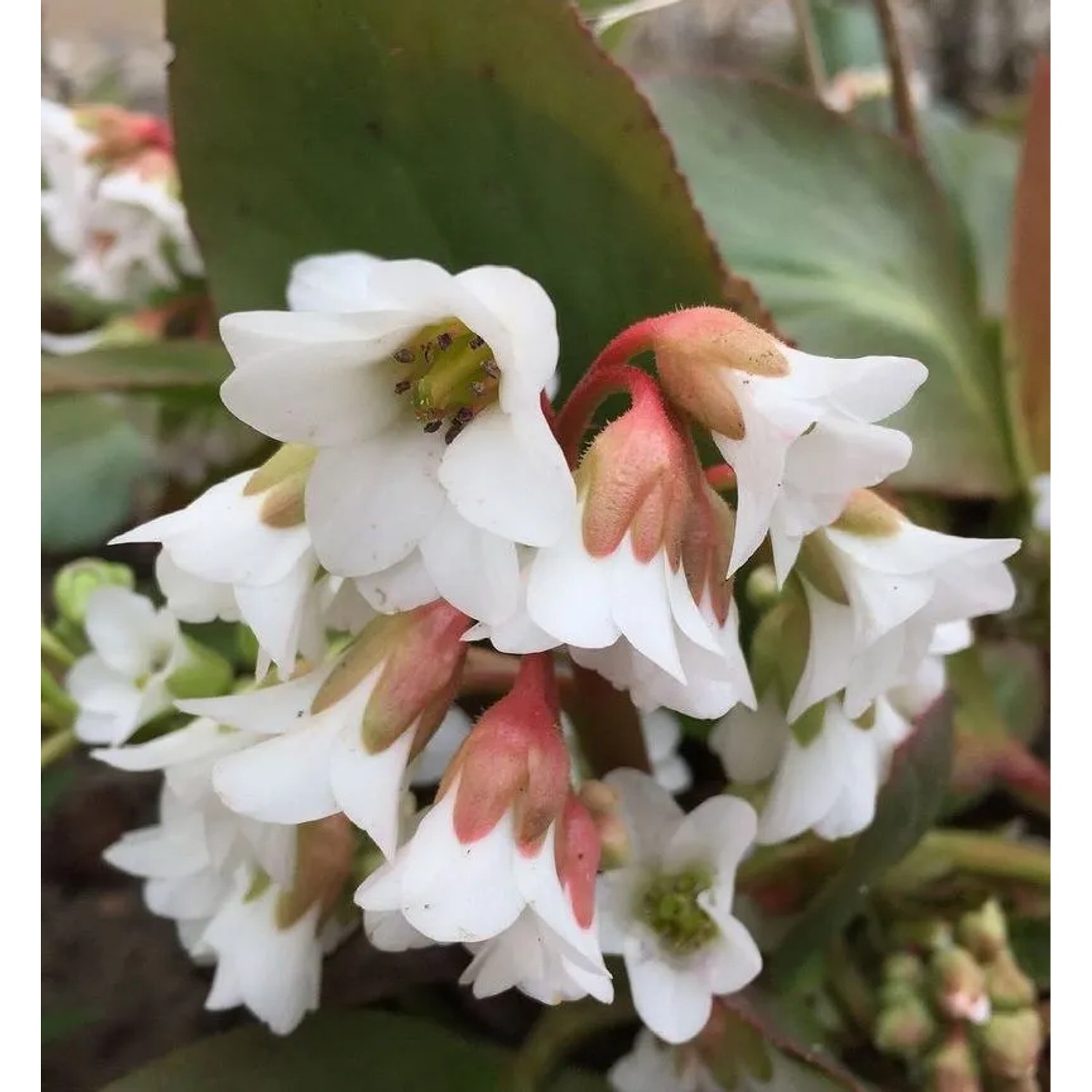 Bergenie Bressingham White - Bergenia cordifolia