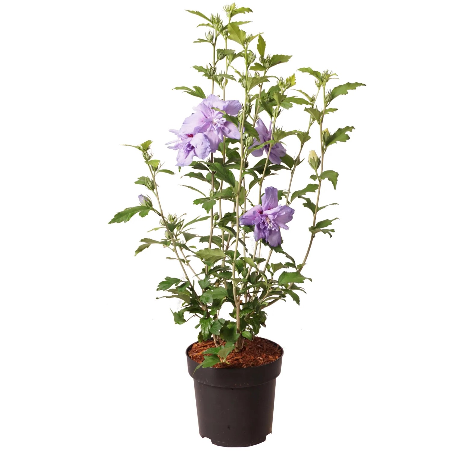 GROW by OBI Garten-Eibisch "Blue Chiffon" Höhe ca. 30 cm Topf ca. 2,8 l Hibiscus