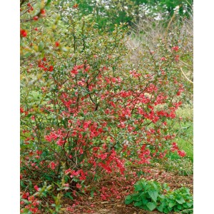 Blühende Zierquitte Rubra mit roten Blüten, Stammhöhe 80 cm. Strauch für Garten und Kübel.