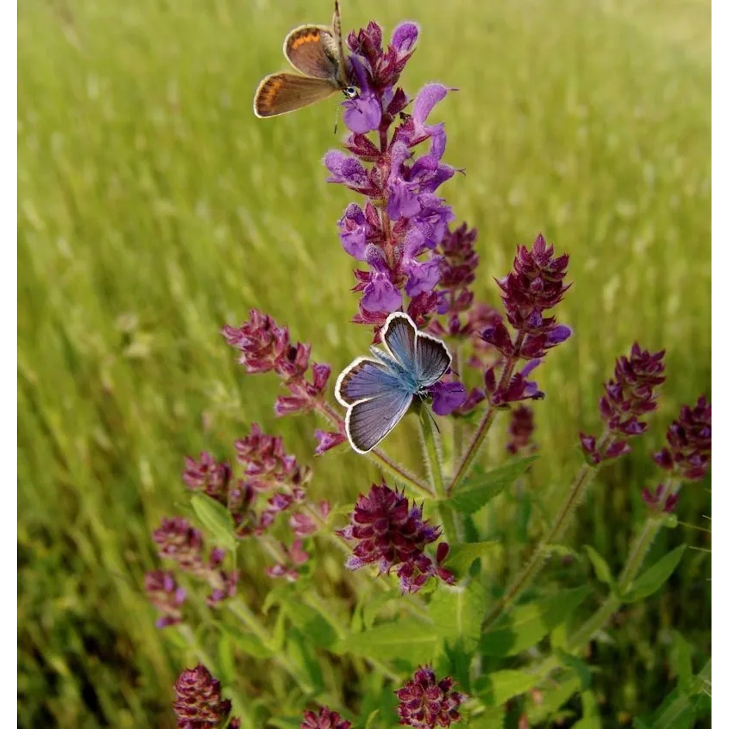 Wiesensalbei Pink Delight - Salvia pratensis