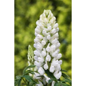 Vielblättrige Lupine 'Fräulein' im Topf, weiße Blütenkerze einer Staude.