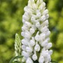 Vielblättrige Lupine 'Fräulein' im Topf, weiße Blütenkerze einer Staude.