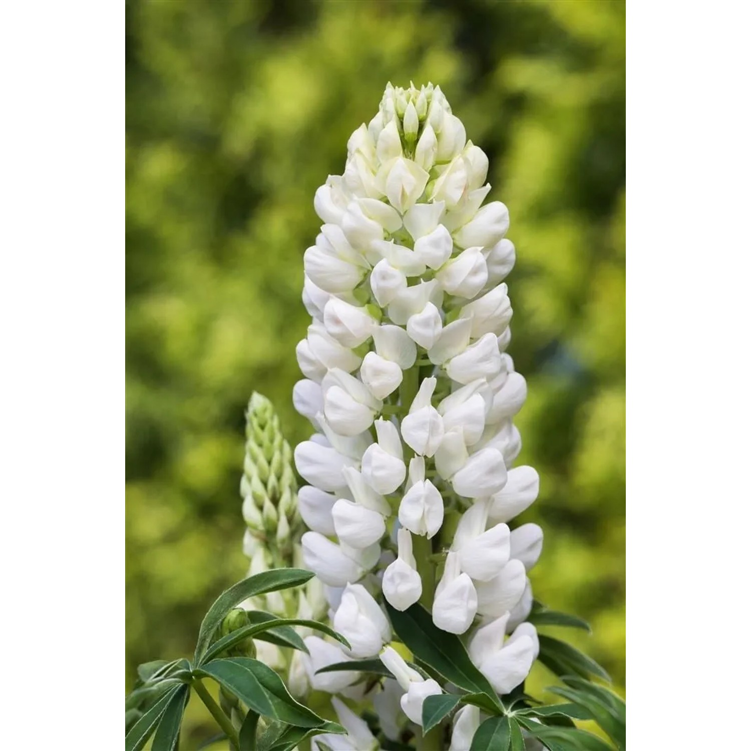 Vielblättrige Lupine 'Fräulein' im Topf, weiße Blütenkerze einer Staude.