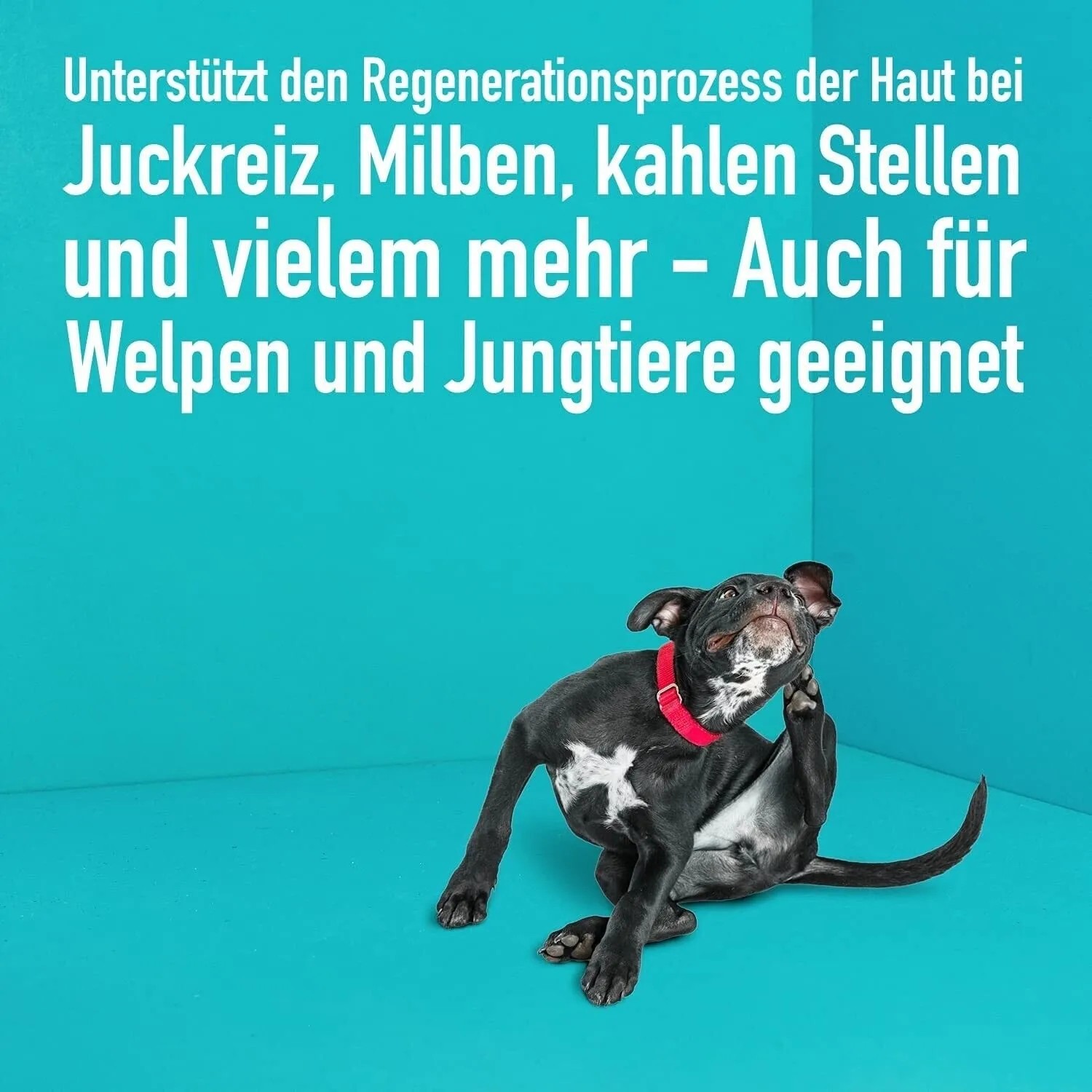 Hund kratzt sich: GreenHero Haustierpflege bei Juckreiz und Milben. Pflanzenstärkungsmittel für gesunde Haut.