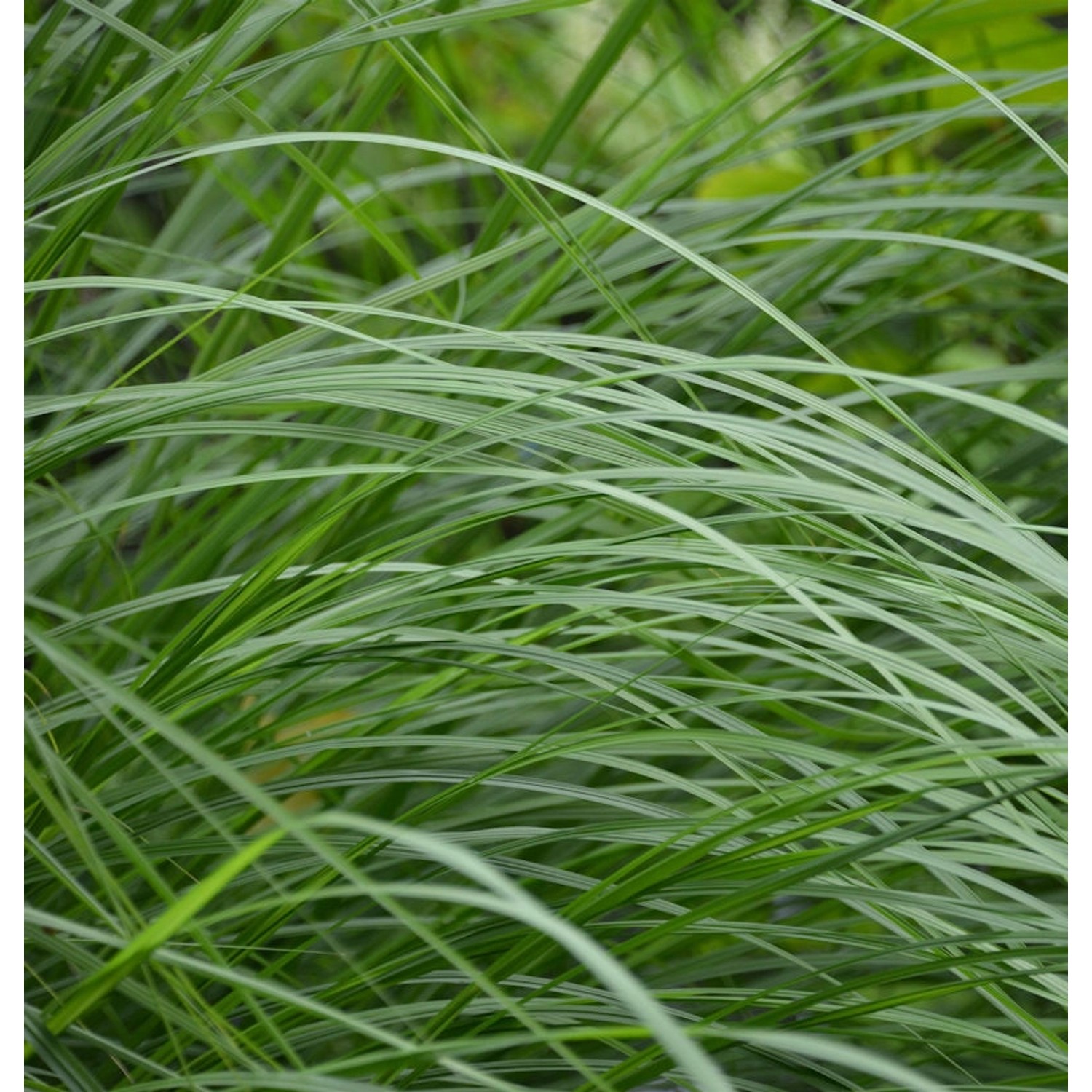 Lampenputzergras Weserbergland - Pennisetum alopecuroides günstig online kaufen