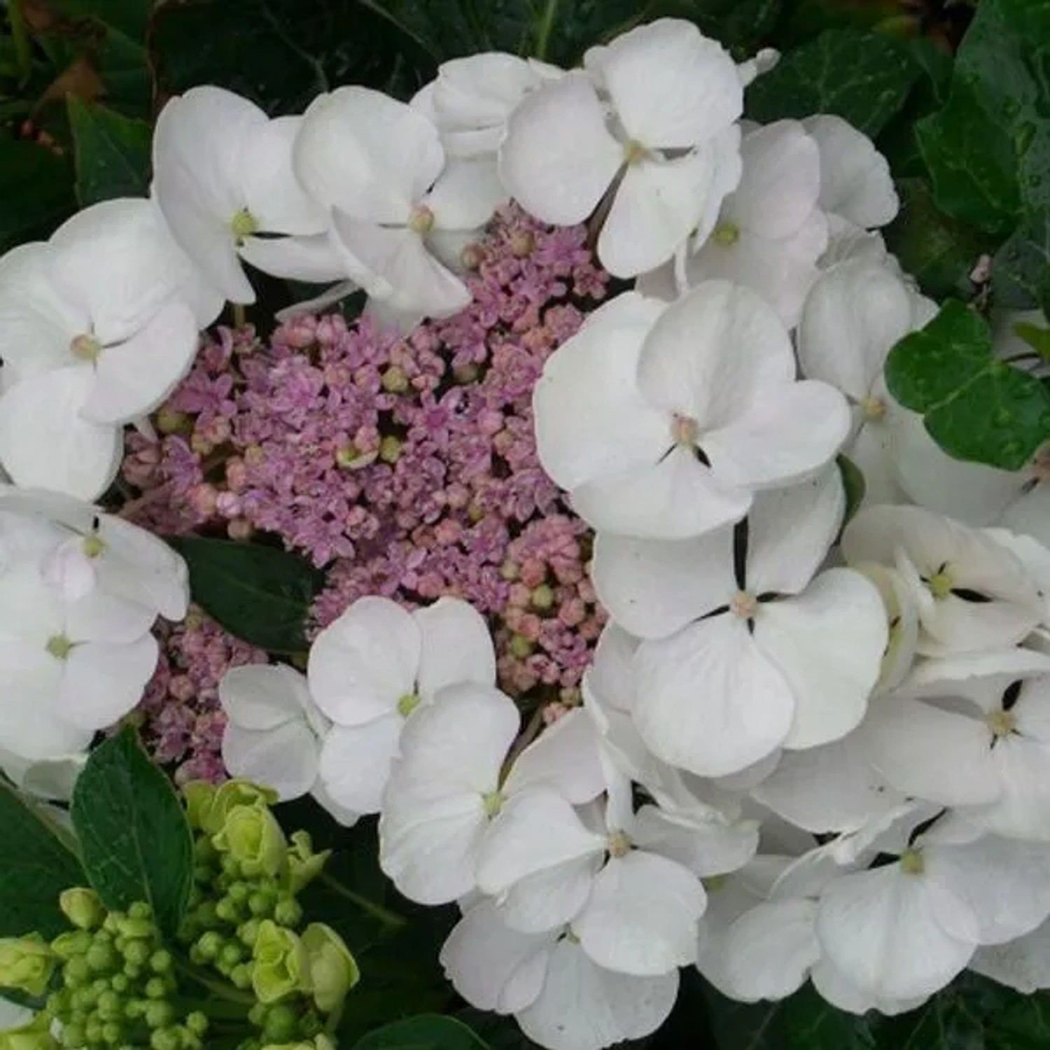 arborix Hortensie 'Libelle' Hydrangea Macrophylla 25 Bis 30 Cm Im Container Tellerblüten