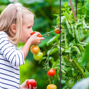 Kind beim Ernten von Tomaten an einer schwarzen Relaxdays Rankhilfe (3er Set).