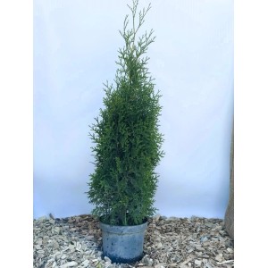 Baumfink Thuja Occidentalis King of Brabant als Topfpflanze 80-100cm
