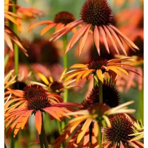 Nahaufnahme von orangefarbenen Sonnenhut (Echinacea) Blüten im Garten.