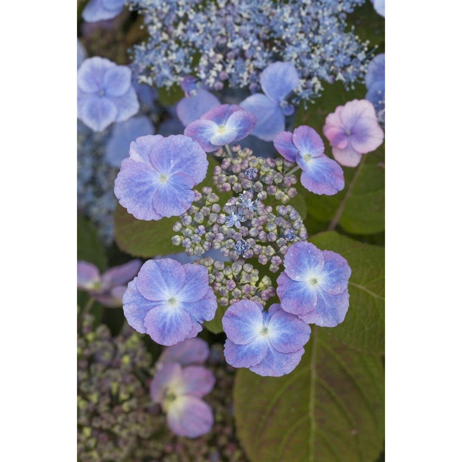 Hydrangea Serrata Hortensie 40-60 cm günstig online kaufen