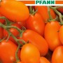 SAMEN PFANN Tomate Nugget F1