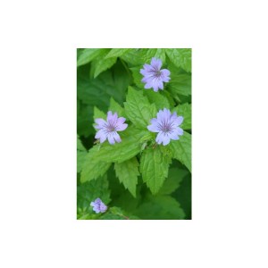 Bild von 6 Knotiger Storchschnabel Pflanzen im 9cm Topf. Lila Blüten, grüne Blätter. Bodendecker.