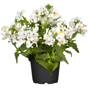 GROW by OBI Elfenspiegel im Topf, weiße Nemesia mit gelben Akzenten. Stehpflanze für sonnige Standorte.