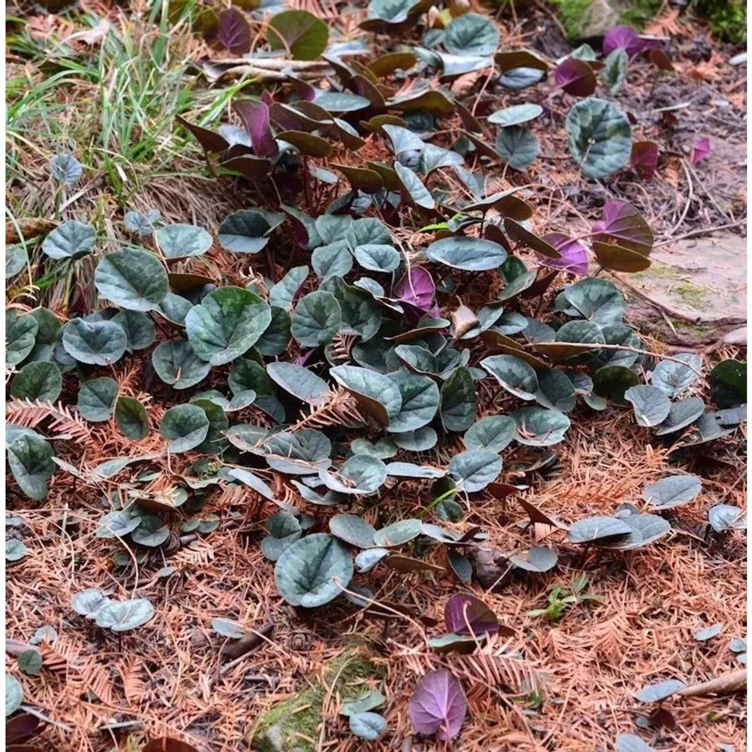 Frühlings Alpenveilchen Marianne - Cyclamen coum