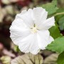 Nahaufnahme: Strahlend weiße Blüte des Hibiscus Syriacus Diana Gartenhibiskus.