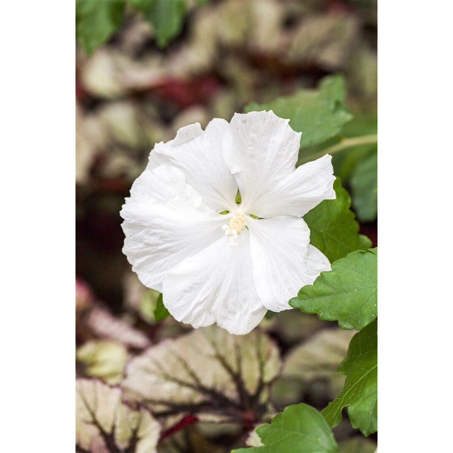 Hibiscus Syriacus Diana Gartenhibiskus Weiß 80 cm Stammhöhe günstig online kaufen