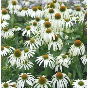 Nahaufnahme von weißen Sonnenhüten (Echinacea) der Sorte 'Kims Mophead'.