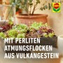Compo Cactea Kakteen- und Sukkulentenerde 5 l_5