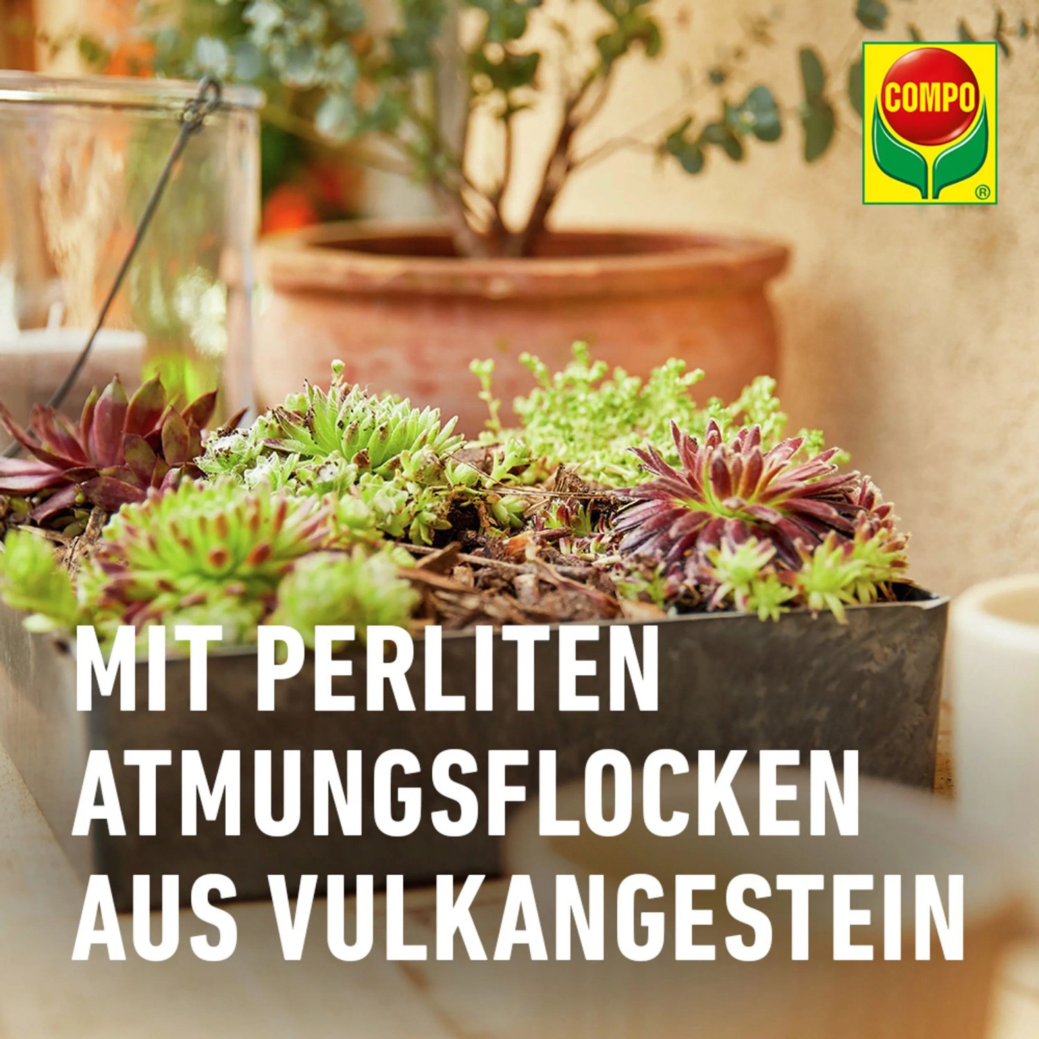 Compo Cactea Kakteen- und Sukkulentenerde 5 l_5