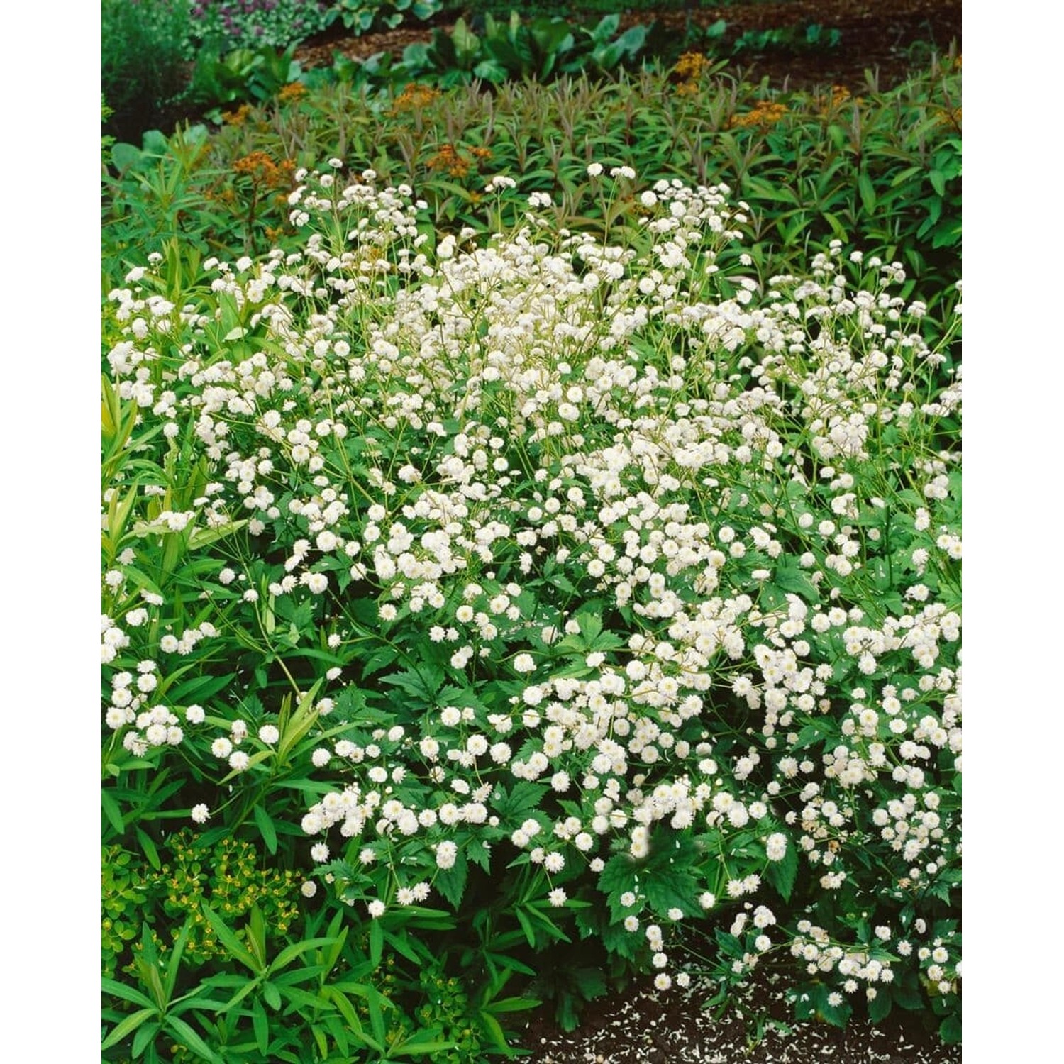 Ranunculus Aconitifolius Pleniflorus Eisenhutblättriger Hahnenfuß Ca. 9x9 c günstig online kaufen