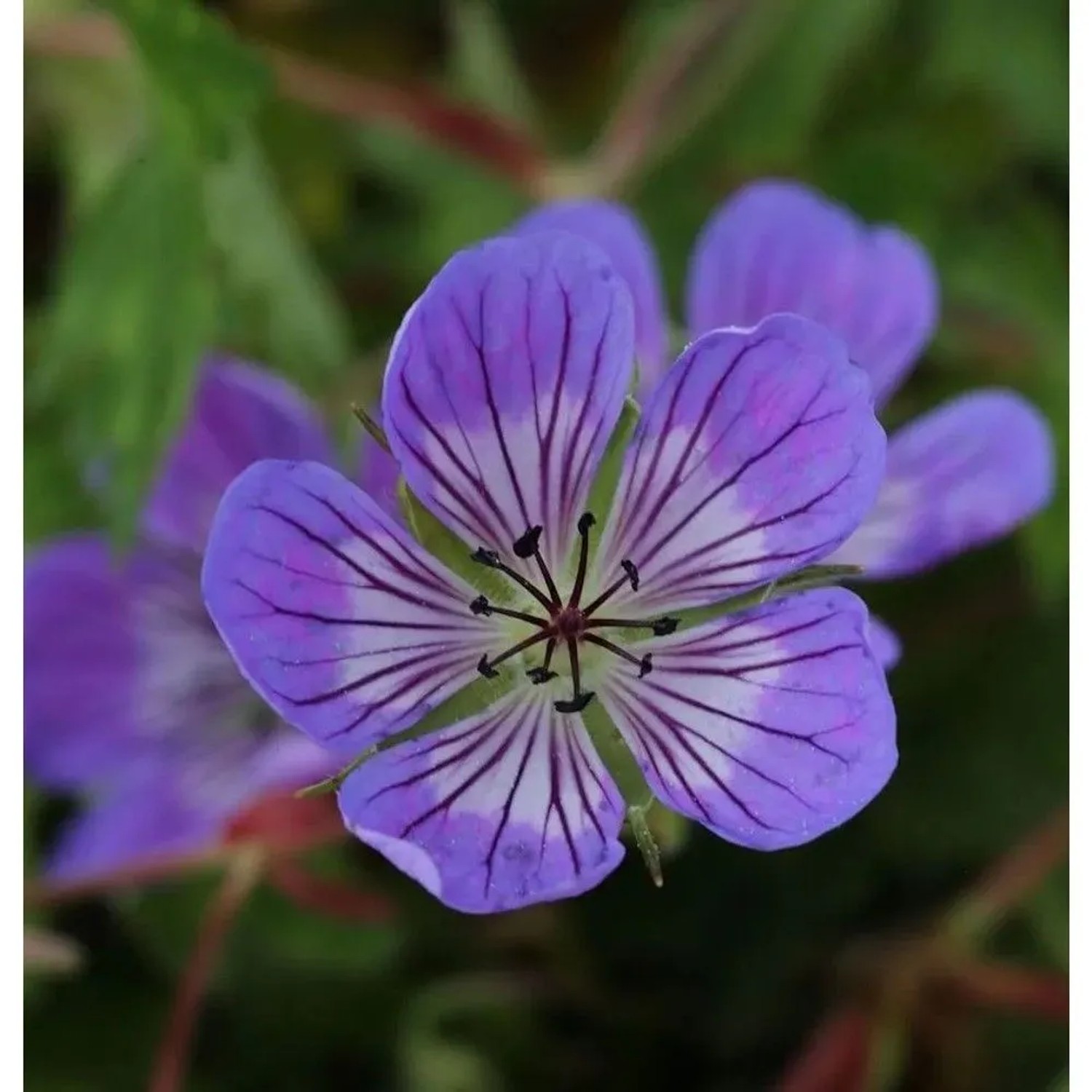 Storchenschnabel Sweet Heidy - Geranium cultorum