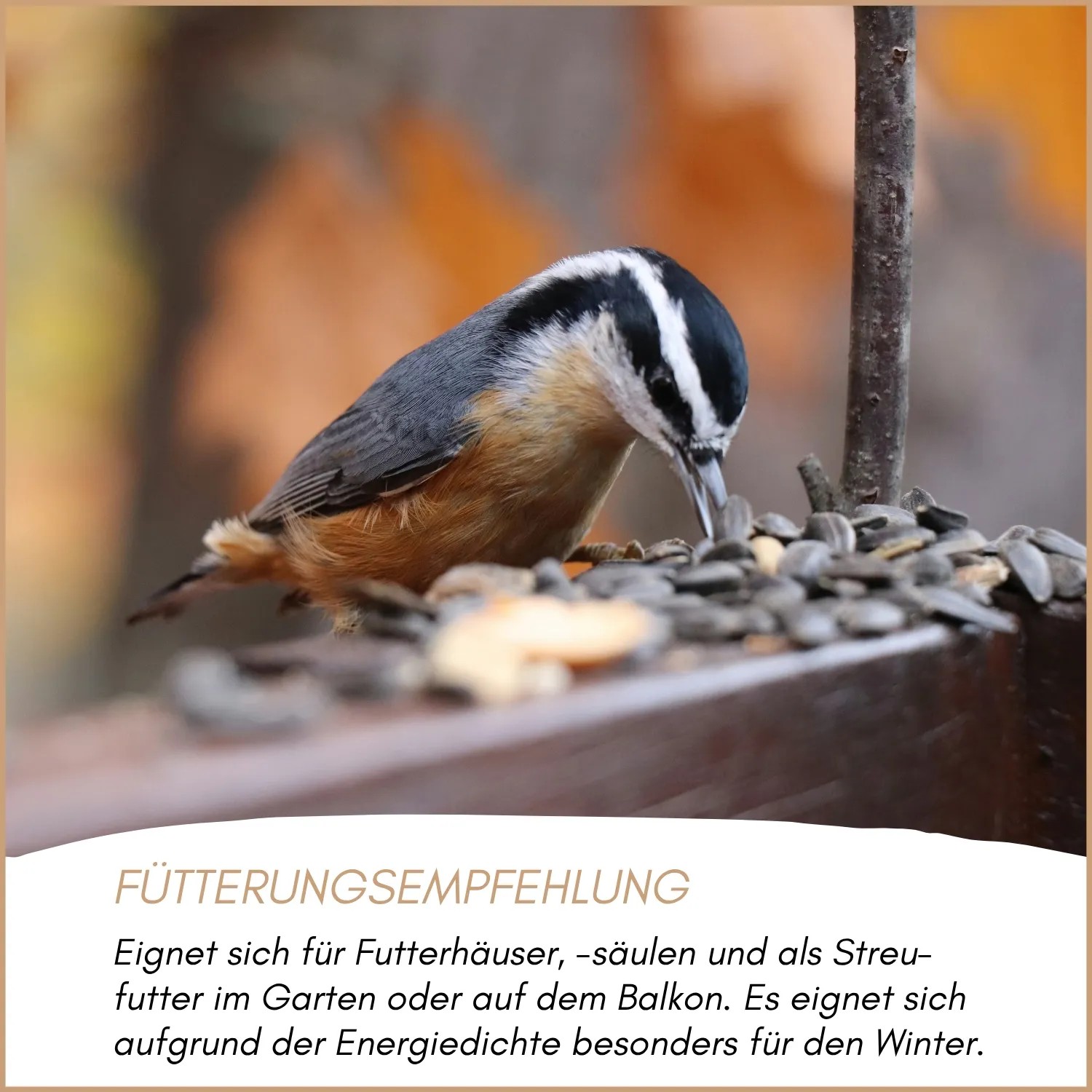 Wildvogel frisst Supravit Balkonfutter, schalenfreie Sonnenblumenkerne, auf Futterplatz. Nahrhaftes Vogelfutter für Balkon.