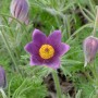 Nahaufnahme einer violetten Küchenschelle (Pulsatilla vulgaris) mit gelber Mitte, umgeben von grünen Blättern.
