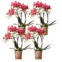4 rote Phalaenopsis Orchideen Kongo im Topf, blühende Zimmerpflanzen.