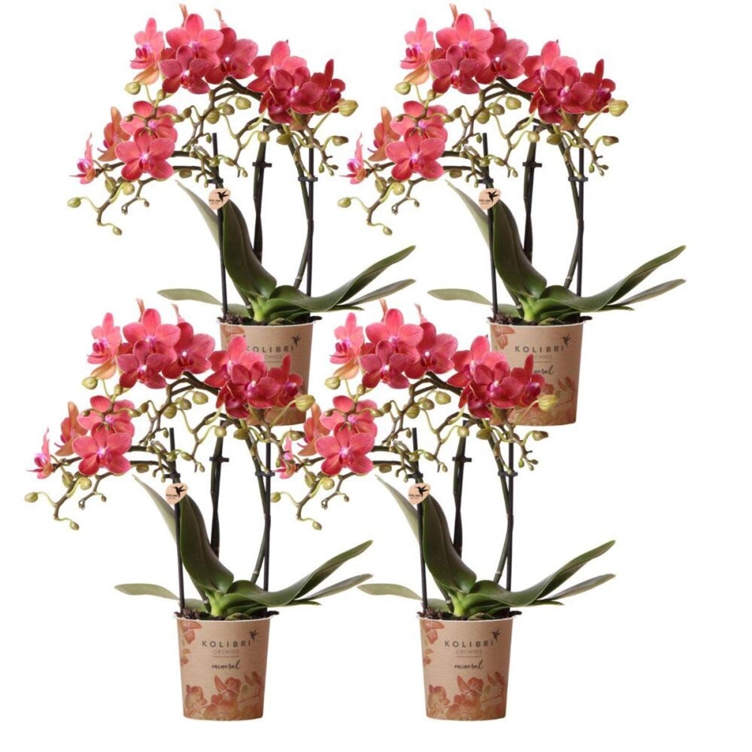 Kolibri Orchids Kombideal 4 Rote Phalaenopsis Orchideen Kongo Topfgröße 9cm günstig online kaufen