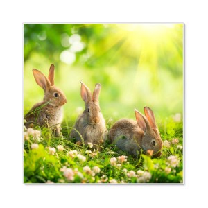 Weiße Magnettafel 50x50cm mit drei Hasen im Grünen, inklusive Magnete. Wanddekoration für Notizen.