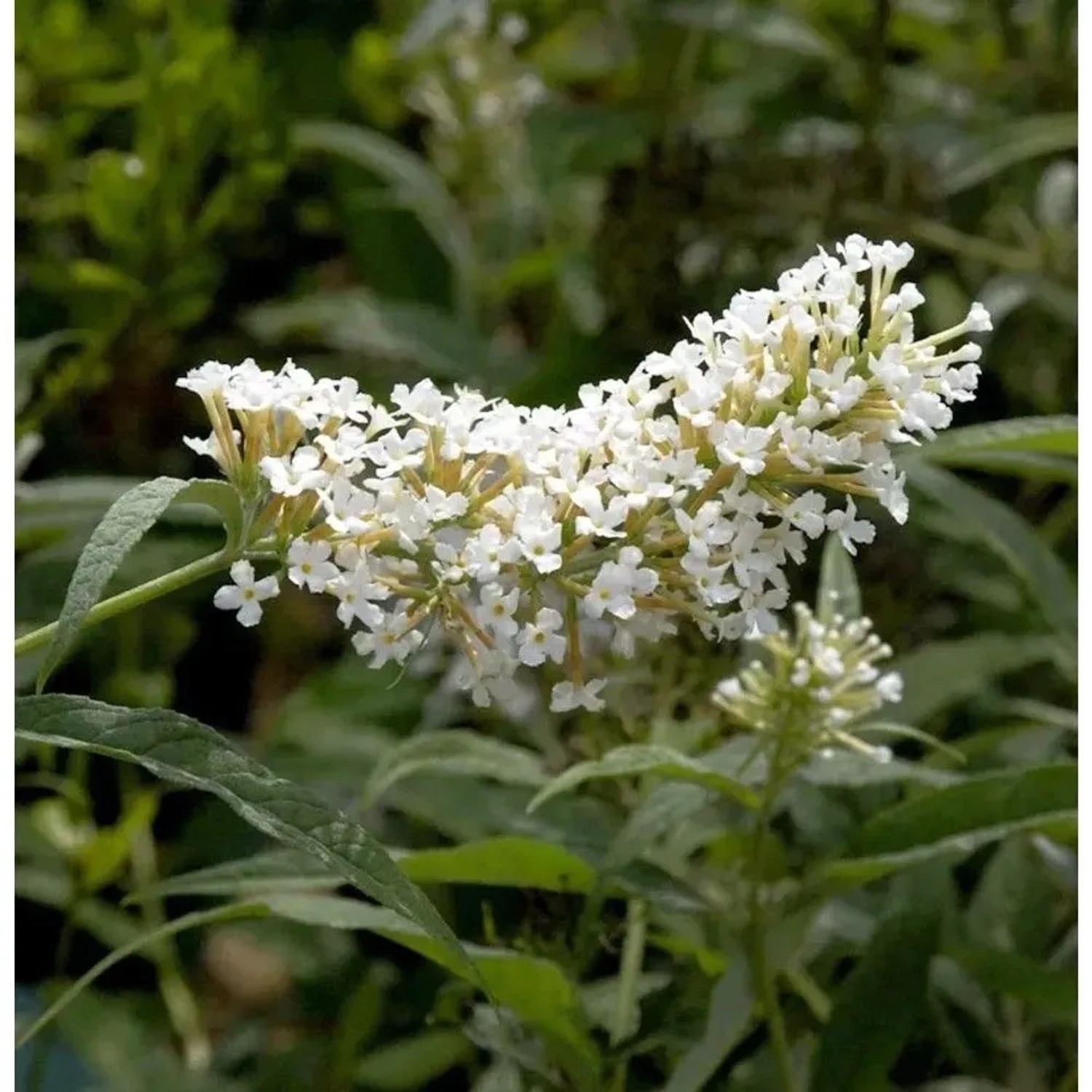 Sommerflieder Miss Pearl 40-60cm - Buddleja