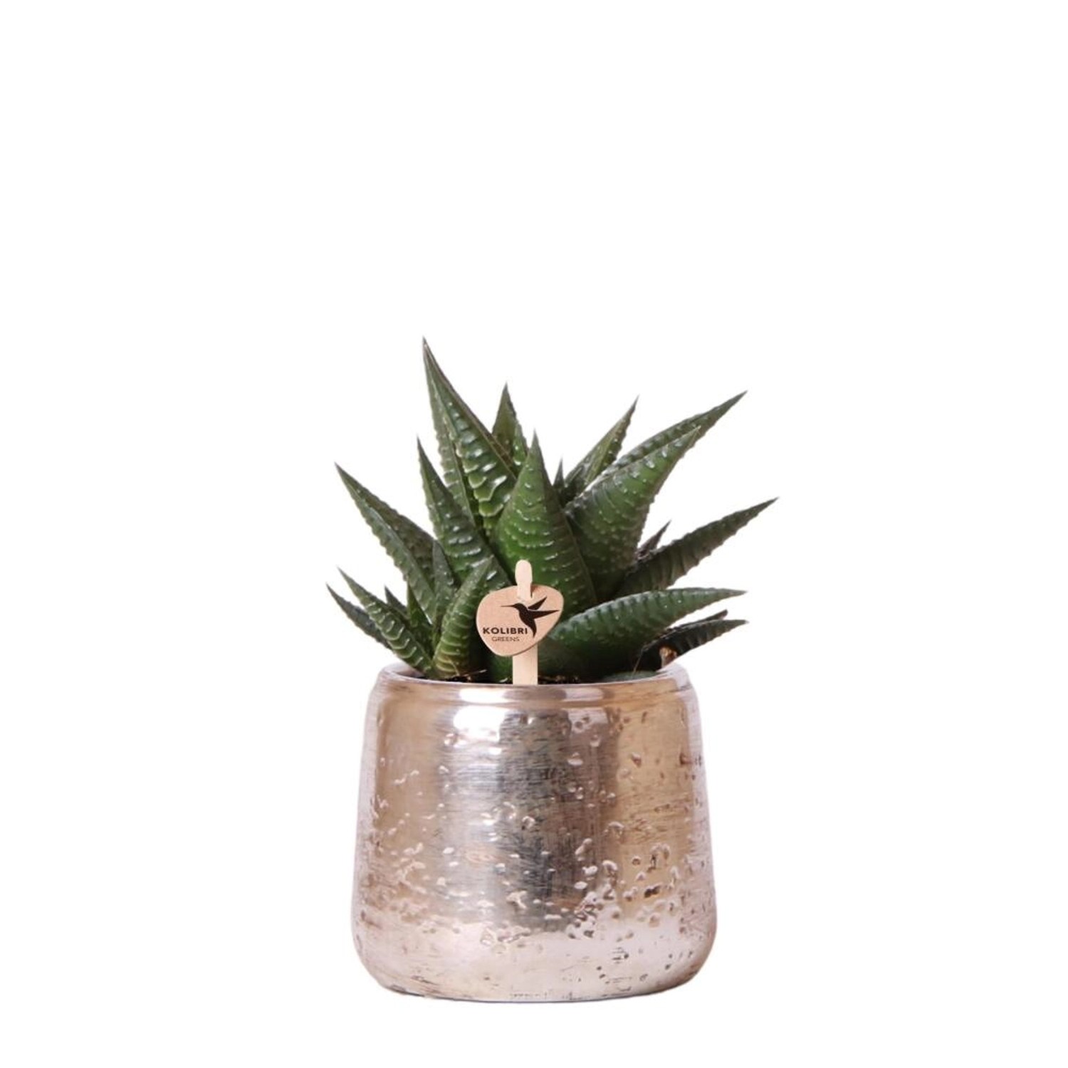 Kolibri Greens Grünpflanze Sukkulente Haworthia Limifolia im Luxustopf Silber Topfgröße 9cm Grüne Zimmerpflanze