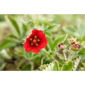 Dunkelroter Fingerstrauch (Potentilla Atrosanguinea) im 9x9 cm Topf.
