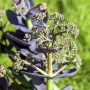 Detailaufnahme der Felsen-Fetthenne Sedum Cauticola im 9x9 cm Topf, noch nicht blühend.