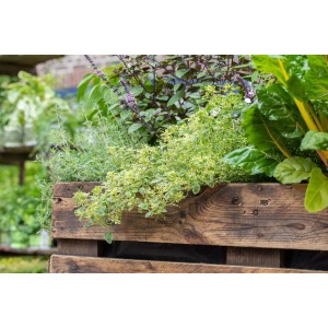 Zitronenthymian 'Golden King' im Topf, goldgelb-grüne Blätter, Stauden für sonnige Standorte.