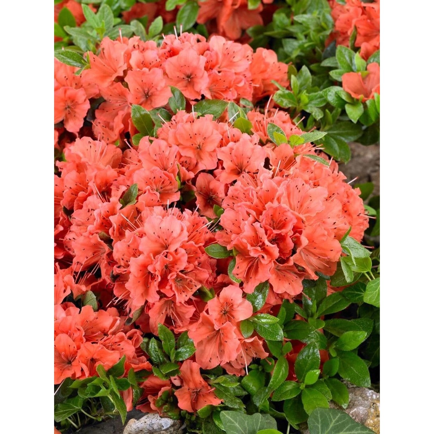 Rhododendron Obt. Geisha Orange Orange Blüten 25–30 cm günstig online kaufen