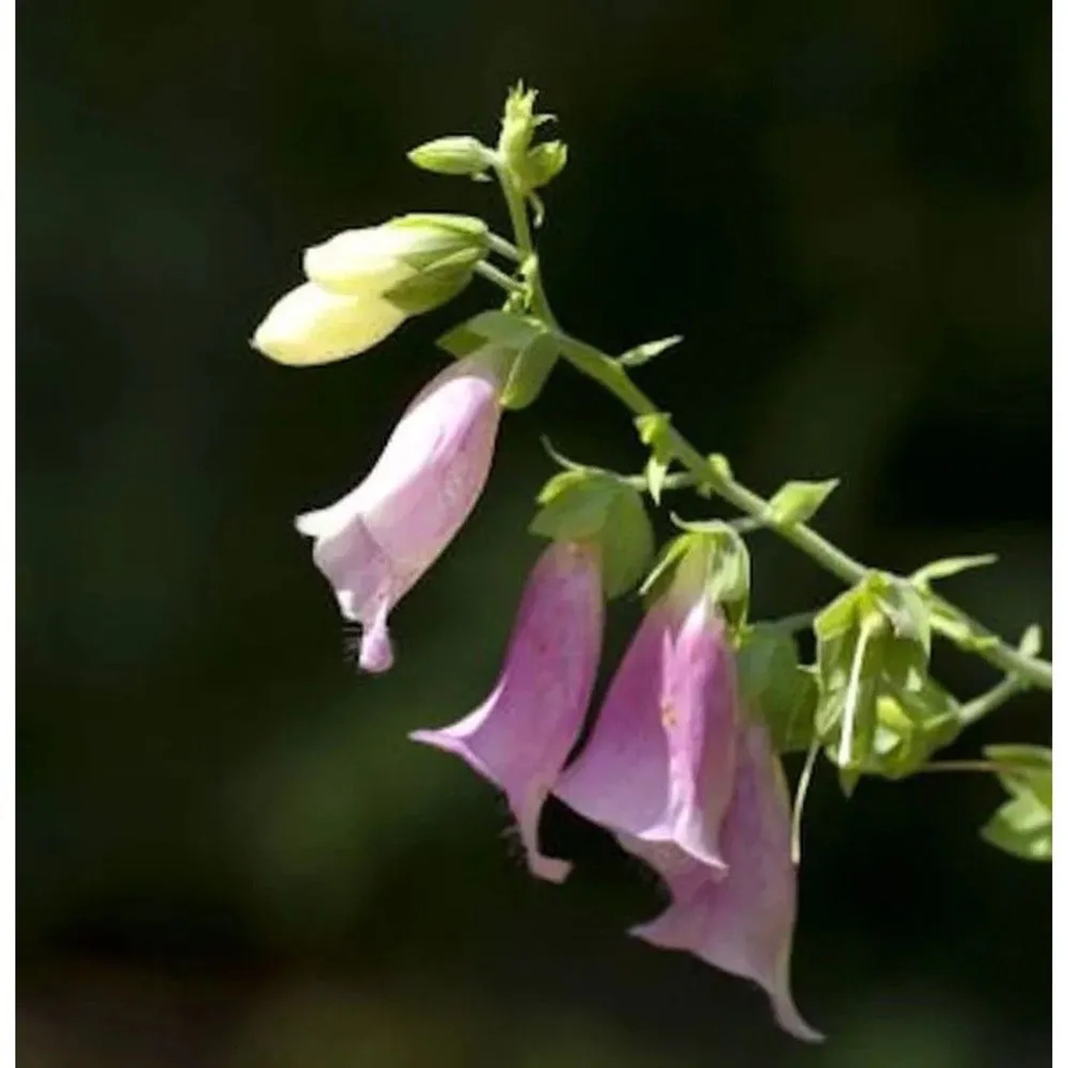 Fingerhut Apricot - Digitalis purpurea