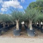 Verzweigter Olivenbaum Olea Europaea Koroneiki, ca. 220 cm hoch, im Topf.