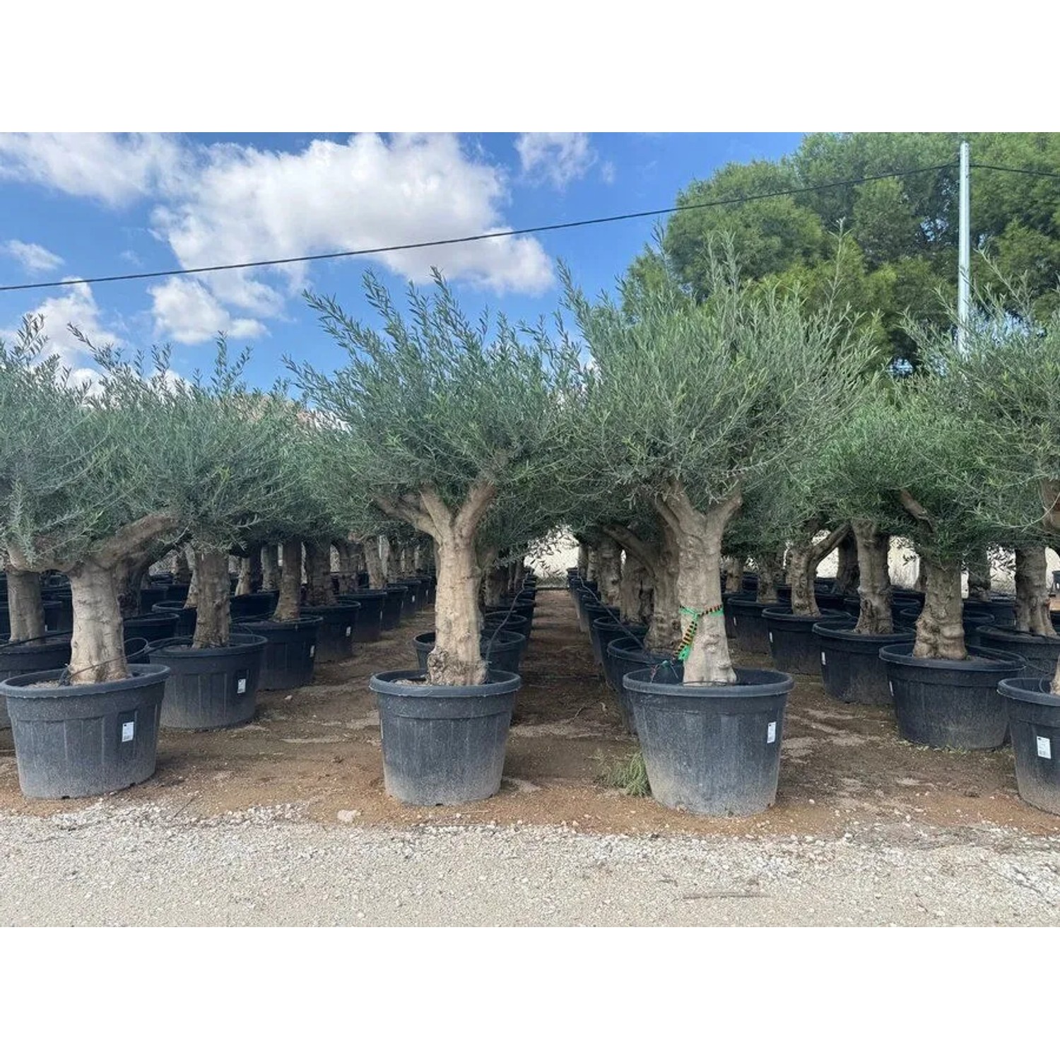 Verzweigter Olivenbaum Olea Europaea Koroneiki, ca. 220 cm hoch, im Topf.