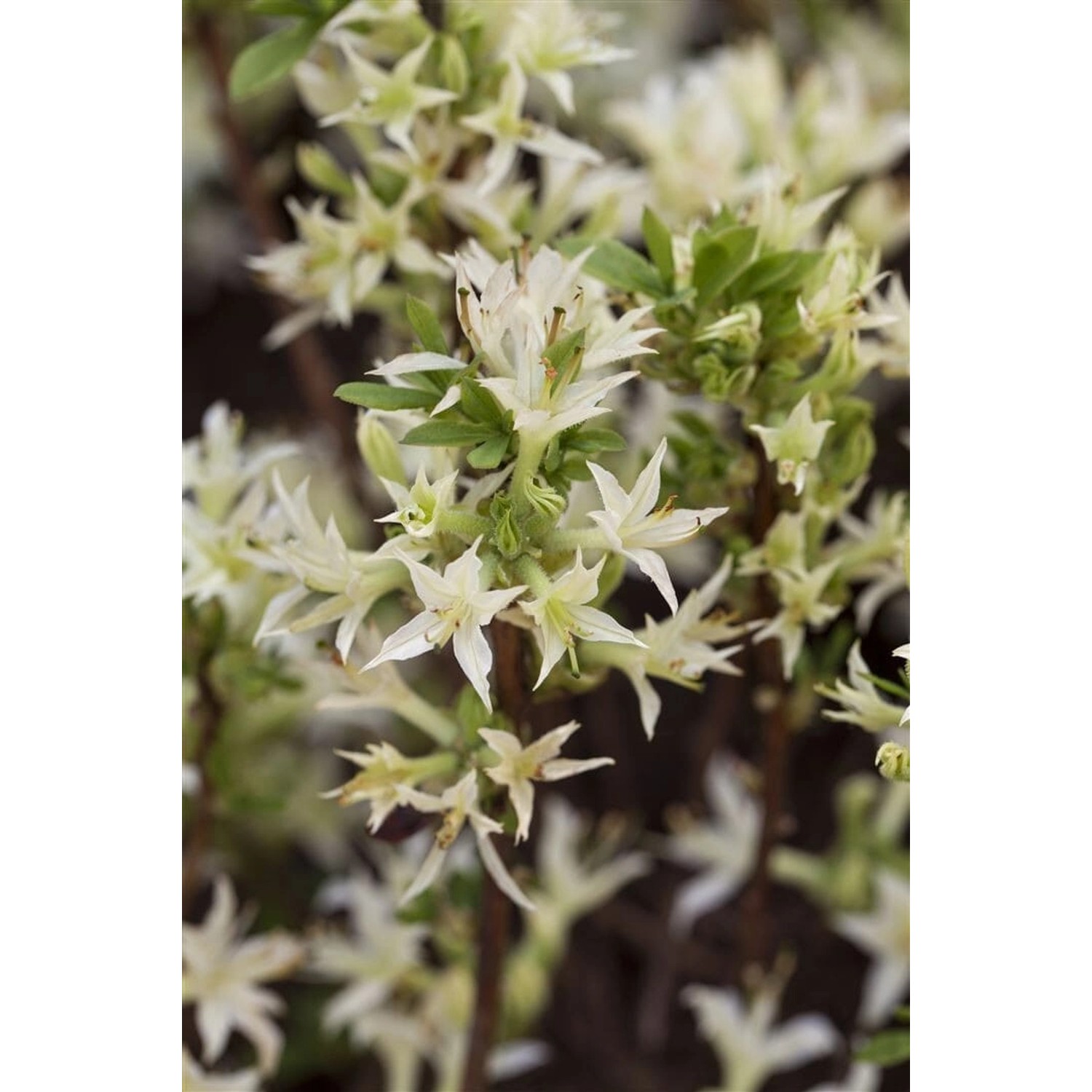 Rhododendron Atlanticum Azalee Weiß-Rosa 30–40 cm günstig online kaufen